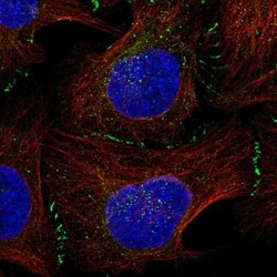 LDLRAD3 Antibody, Novus Biologicals 0.1 mL | Buy Online | Novus Biologicals | Fisher Scientific